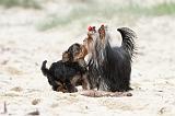 YORKSHIRE TERRIER 049